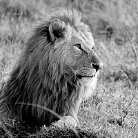 Buy canvas prints of       Lion at sunrise Masai Mara.                  by steve akerman