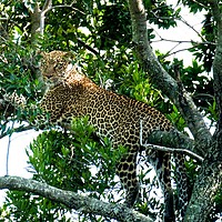 Buy canvas prints of  Leopard in a tree.                                by steve akerman