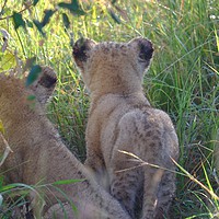 Buy canvas prints of   Twin Lion cubs observing.                        by steve akerman