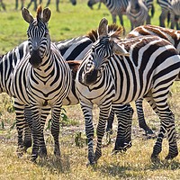 Buy canvas prints of      Zebra on the Masai Mara.                      by steve akerman