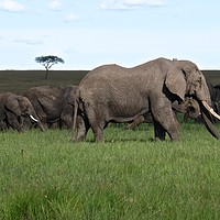 Buy canvas prints of       A herd of Elephants on the move in the Masai by steve akerman