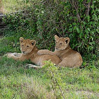 Buy canvas prints of      lion cubs resting                             by steve akerman