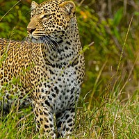 Buy canvas prints of    Leopard looking for a meal.                     by steve akerman