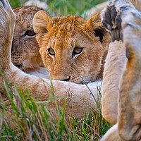 Buy canvas prints of        Lion cub having a feed.                     by steve akerman
