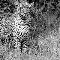 Buy canvas prints of      leopard bland and white.                      by steve akerman