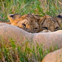 Buy canvas prints of        Lion cubs feeding from their mother.        by steve akerman