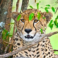 Buy canvas prints of Cheetah in the Masia Mara by steve akerman