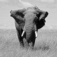 Buy canvas prints of Elephant in the Masai Mara. by steve akerman