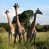 Buy canvas prints of    Three Giraffes in the Masai Mara.               by steve akerman