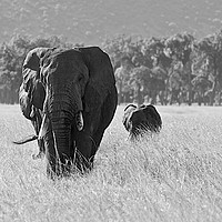 Buy canvas prints of    An Elephant family in the Masai Mara.           by steve akerman