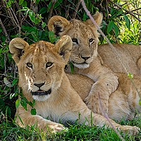 Buy canvas prints of     Lion cubs awakening Masai Mara.                by steve akerman