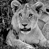 Buy canvas prints of           lion cubs awakening at dawn in the Masai by steve akerman