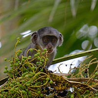 Buy canvas prints of      Verfet monkey in a palm tree.                 by steve akerman