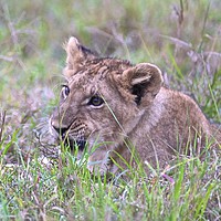 Buy canvas prints of Lion cub at sunrise                                by steve akerman