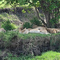 Buy canvas prints of        Lions sleeping after feeding.               by steve akerman