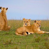 Buy canvas prints of Three lions relaxing at dusk.                      by steve akerman