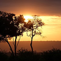 Buy canvas prints of     Sunset in the Masai Mara in June.              by steve akerman