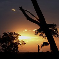 Buy canvas prints of    Masai Mara sunset.                              by steve akerman