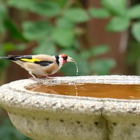 Buy canvas prints of Goldfinch drinking. by steve akerman