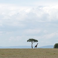 Buy canvas prints of Giraffe in the wilderness. by steve akerman