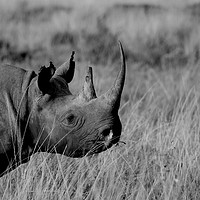 Buy canvas prints of Black Rhino by steve akerman