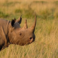 Buy canvas prints of Rhino posing. by steve akerman
