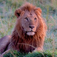 Buy canvas prints of Male lion watching and waiting. by steve akerman