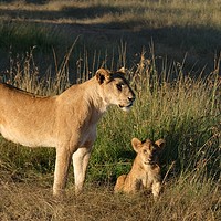Buy canvas prints of A lioness with her cub at sunrise. by steve akerman