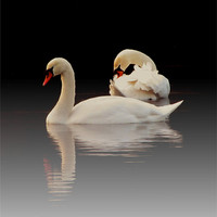 Buy canvas prints of Beautiful Swans by Liz Ward