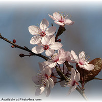 Buy canvas prints of Spring Blossom by Liz Ward