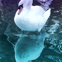 Buy canvas prints of Who me a Swan by Liz Ward