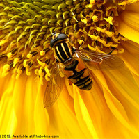 Buy canvas prints of Sunflower visitor 2 by Liz Ward