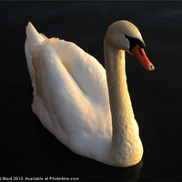 Buy canvas prints of Beautiful Swan by Liz Ward