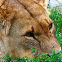 Buy canvas prints of Lioness just relaxing by Liz Ward