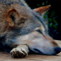 Buy canvas prints of Resting Wolf by Liz Ward