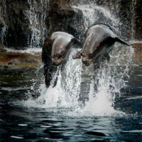 Buy canvas prints of Sea Lions playing by Liz Ward