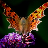 Buy canvas prints of Comma Butterfly by Liz Ward