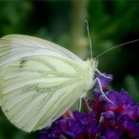 Buy canvas prints of Wood White Butterfly by Liz Ward