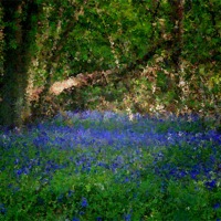 Buy canvas prints of Bluebell in abstract by Liz Ward