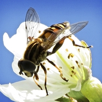Buy canvas prints of Hoverfly on cherry blossom by Liz Ward