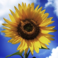 Buy canvas prints of  Sunflower by Liz Ward