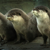 Buy canvas prints of  Otters by Liz Ward