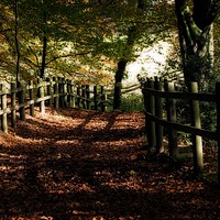 Buy canvas prints of Forest path in Autumn by Liz Ward