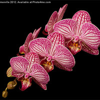 Buy canvas prints of pink orchid by allan somerville
