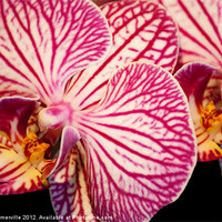 Buy canvas prints of orchid macro by allan somerville