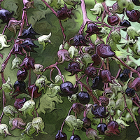Buy canvas prints of berry burst by allan somerville