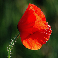 Buy canvas prints of The Lone Poppy by Nicky Vines