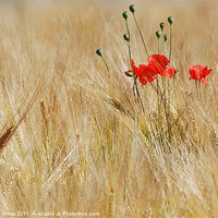 Buy canvas prints of Corn Poppies by Nicky Vines
