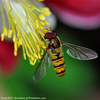 Buy canvas prints of Hoverfly meal by Nicky Vines