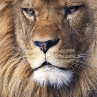 Buy canvas prints of Barbary Lion by Nicky Vines